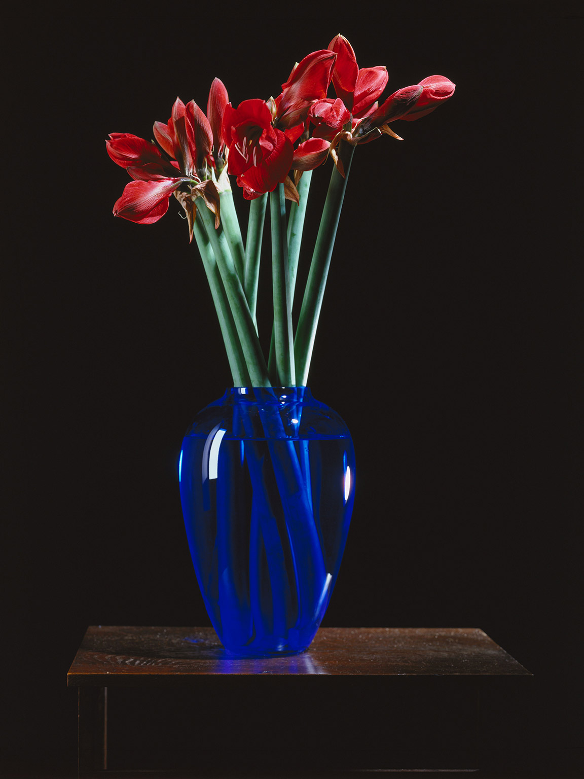 Blumen Leuchtkasten 1, 1996