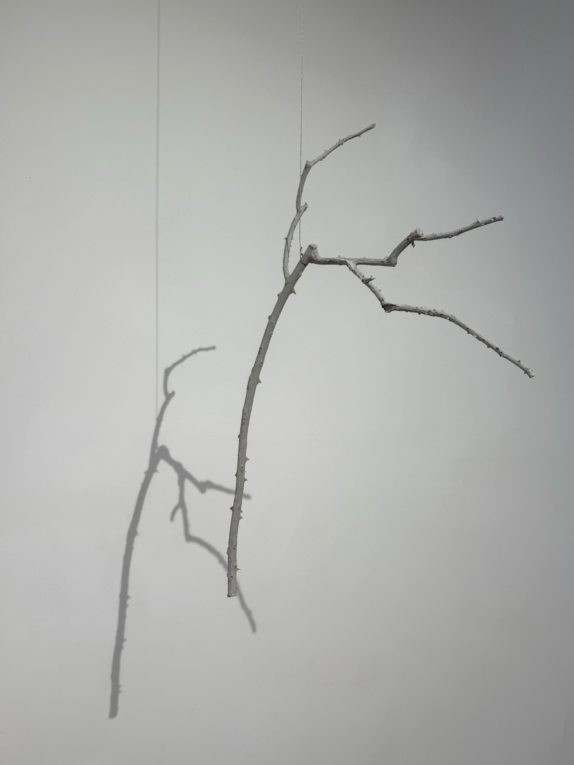 Sugar control 2025 02